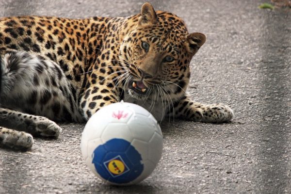 Леопард Арчи из нижегородского зоопарка «Лимпопо» сегодня отмечает свой день рождения