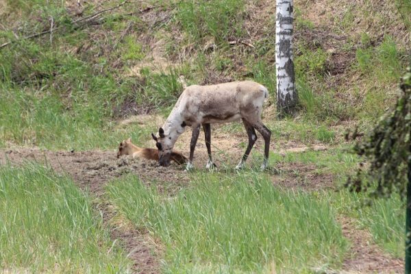 В Нижегородской области увеличилась численность диких животных