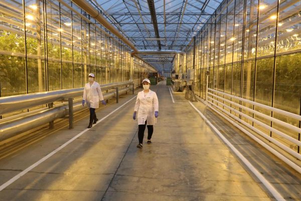 Тепличный комплекс для круглогодичного выращивания овощей откроется на Бору