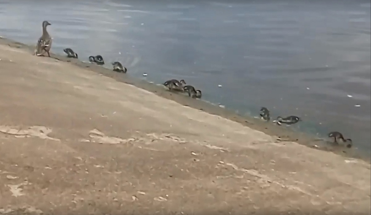В Нижнем Новгороде утка вывела птенцов к реке, чтобы почистить перышки