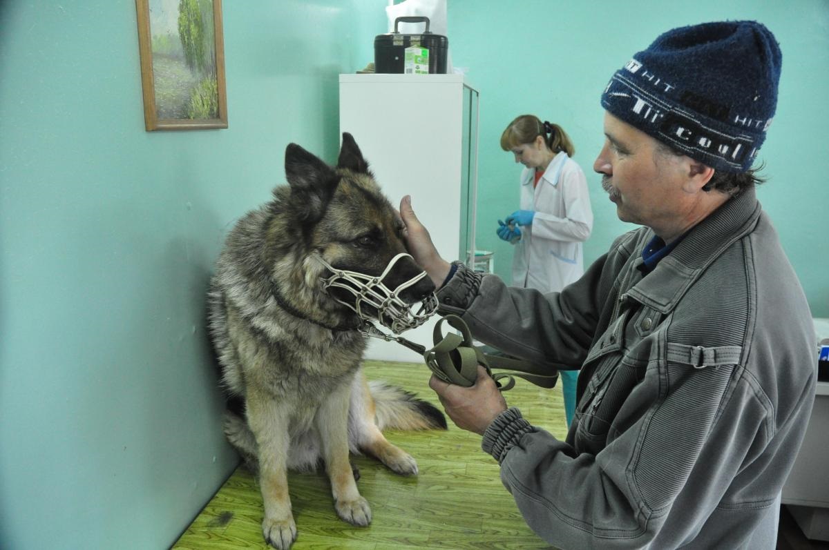 В Нижний Новгород поступила вакцина против коронавируса у животных