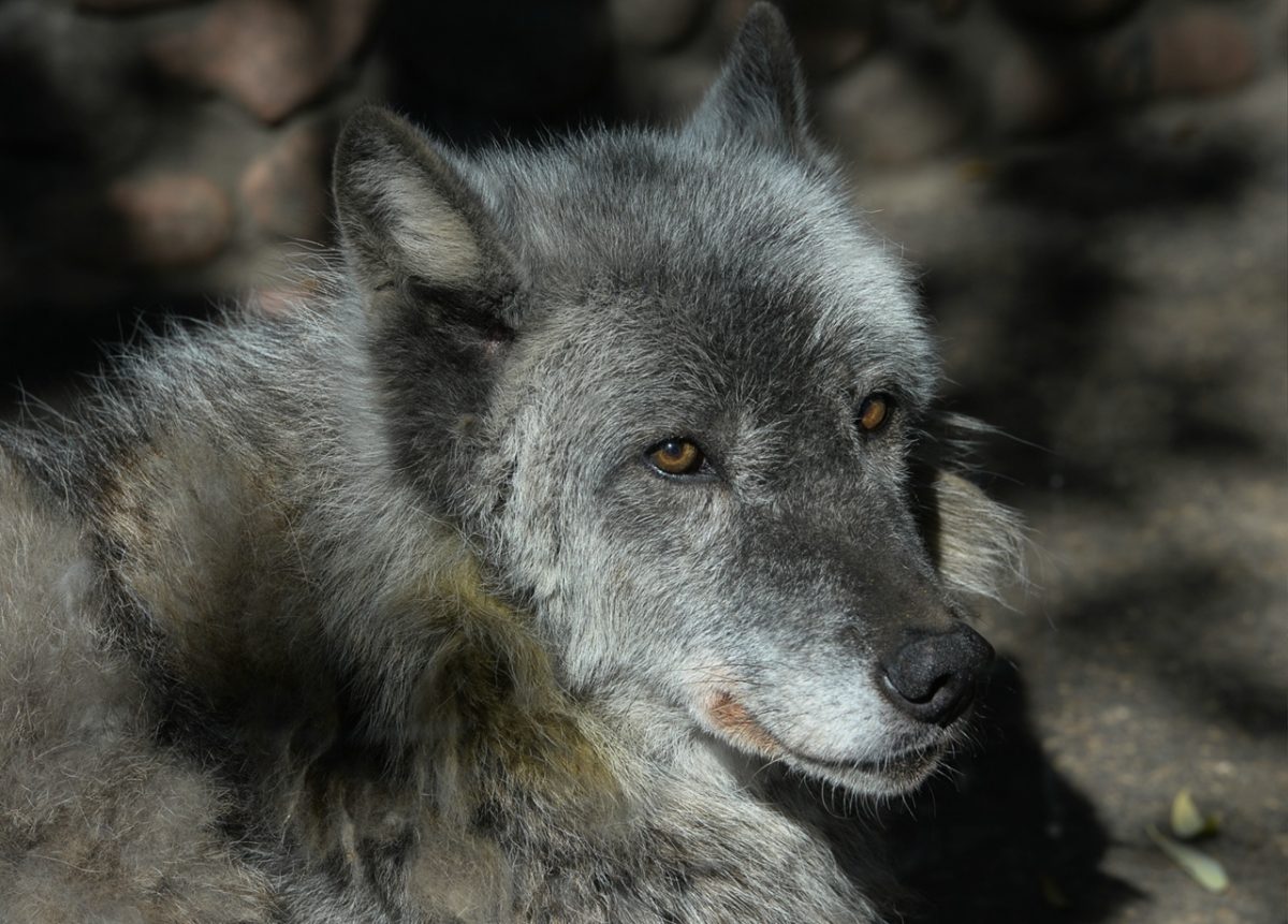 Одна из старейших волчиц умерла в нижегородском зоопарке «Лимпопо»