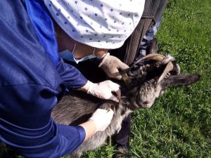 180 тысяч животных привито от&nbsp;бешенства в&nbsp;Нижегородской области за&nbsp;7 месяцев 2021&nbsp;года