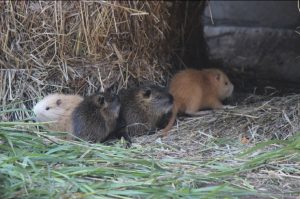 Фото дня: 8 маленьких нутрий родились в нижегородском зоопарке «Лимпопо»