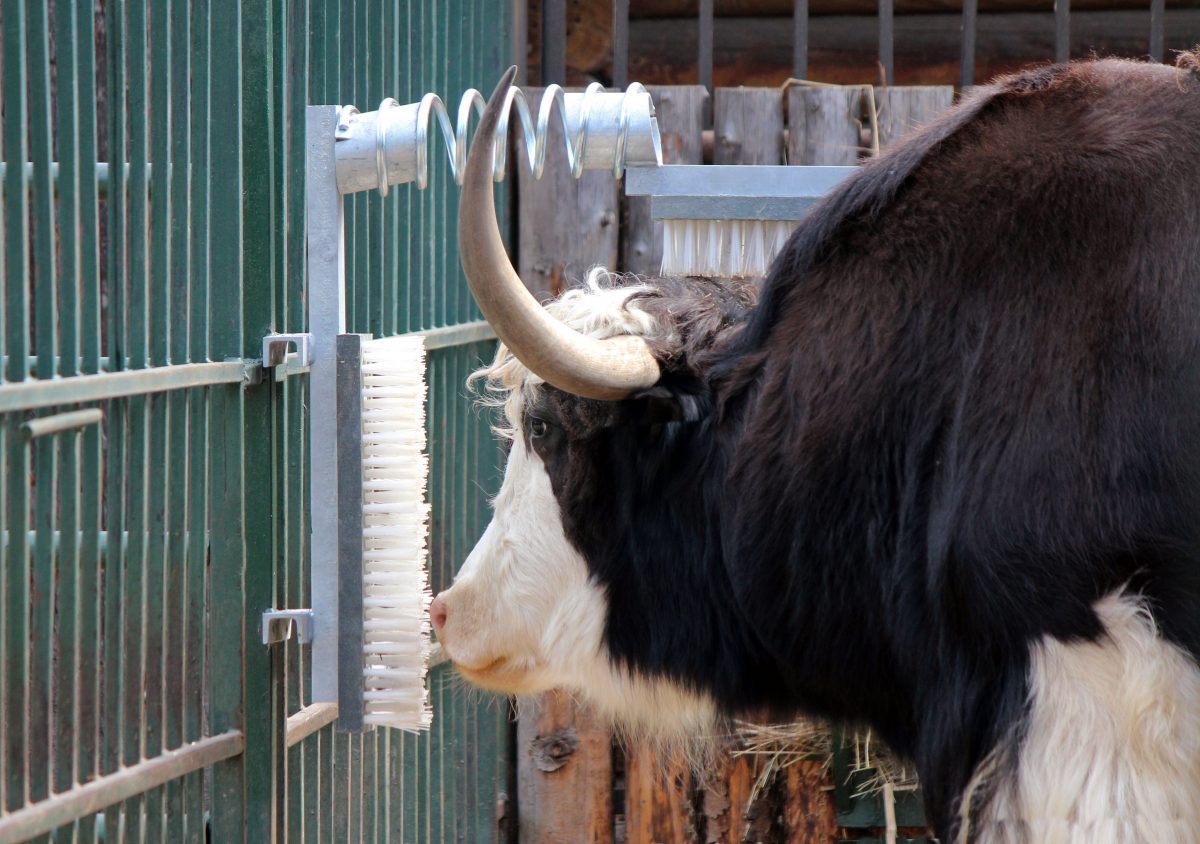 Щетки-чесалки для животных устанавливают в нижегородском зоопарке «Лимпопо»