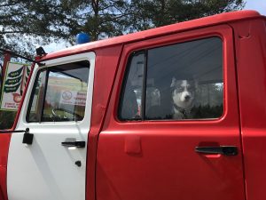 Третий класс пожароопасности установился в лесах Нижнего Новгорода