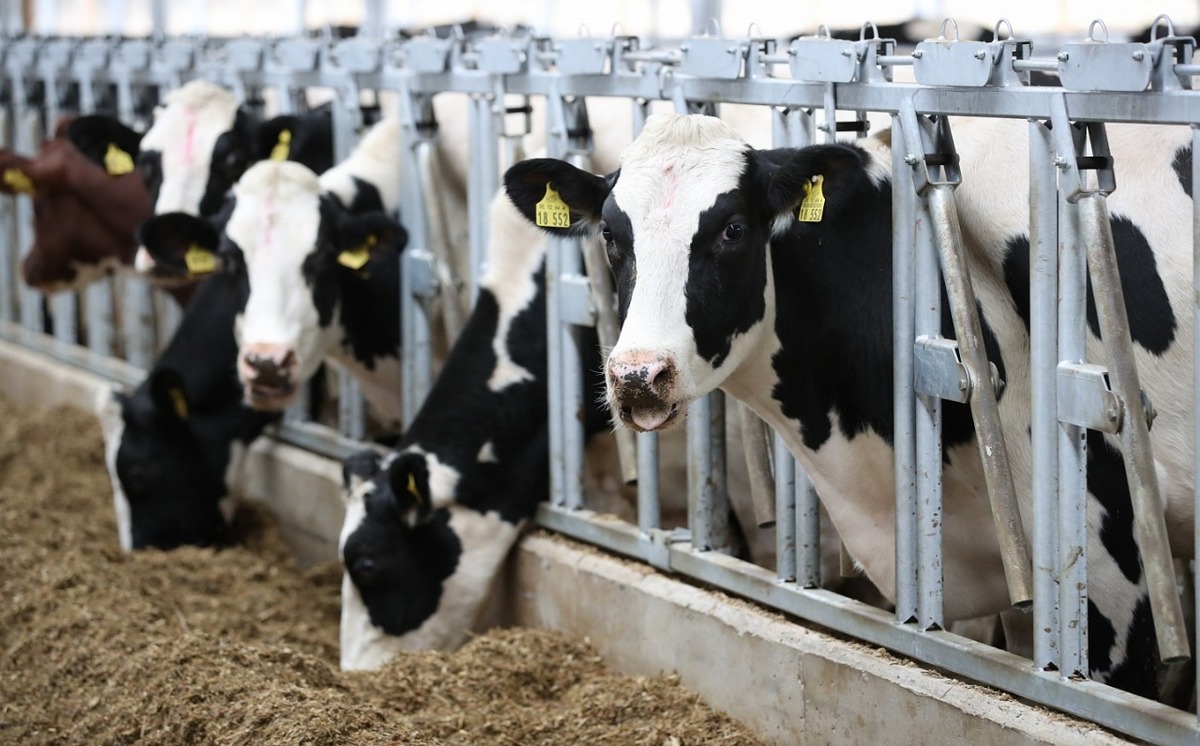 Семь новых молочных ферм построено в Нижегородской области с начала года