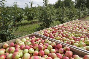 Нижегородским аграриям в&nbsp;2021 году предоставят 23,5 млн рублей субсидий на&nbsp;развитие садоводства