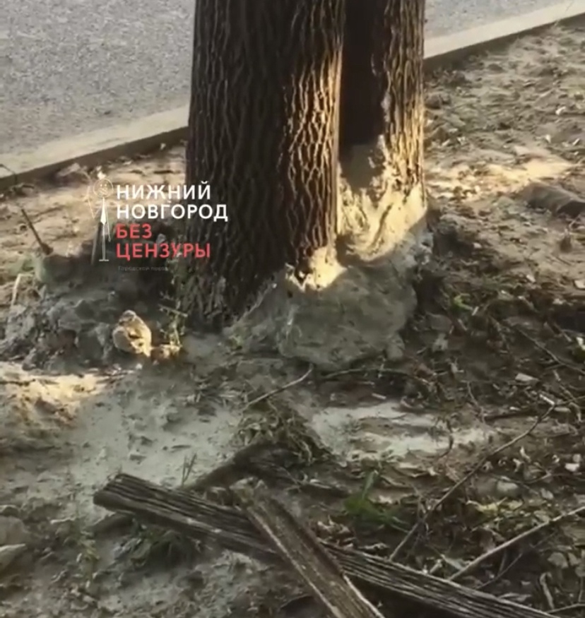 Рабочие слили бетон на корни деревьев на Ковалихинской улице в Нижнем Новгороде