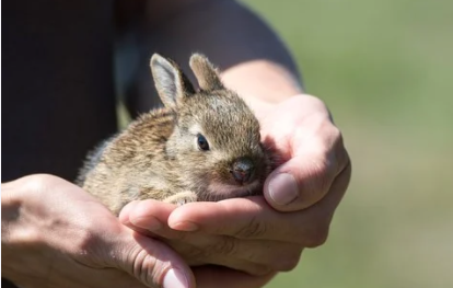 >Осужденных успокаивают с помощью кроликов в Нижегородской области