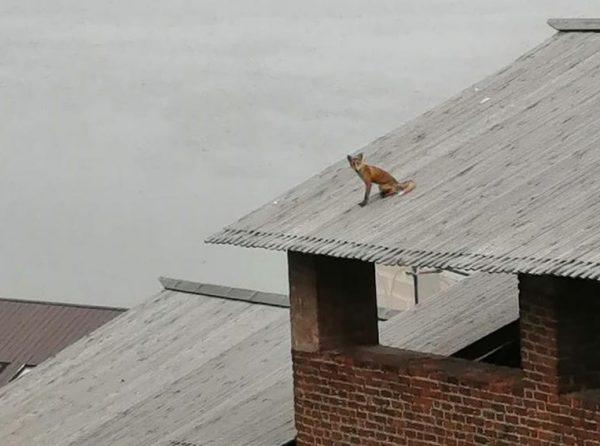 Рабочие обнаружили лису, сидящую на крыше Нижегородского кремля
