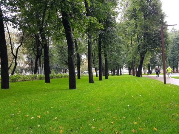 >В городской Думе обсудили содержание газонов в Нижнем Новгороде