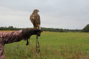 Началась выдача разрешений на&nbsp;охоту с&nbsp;ловчими птицами на&nbsp;территории Нижегородской области