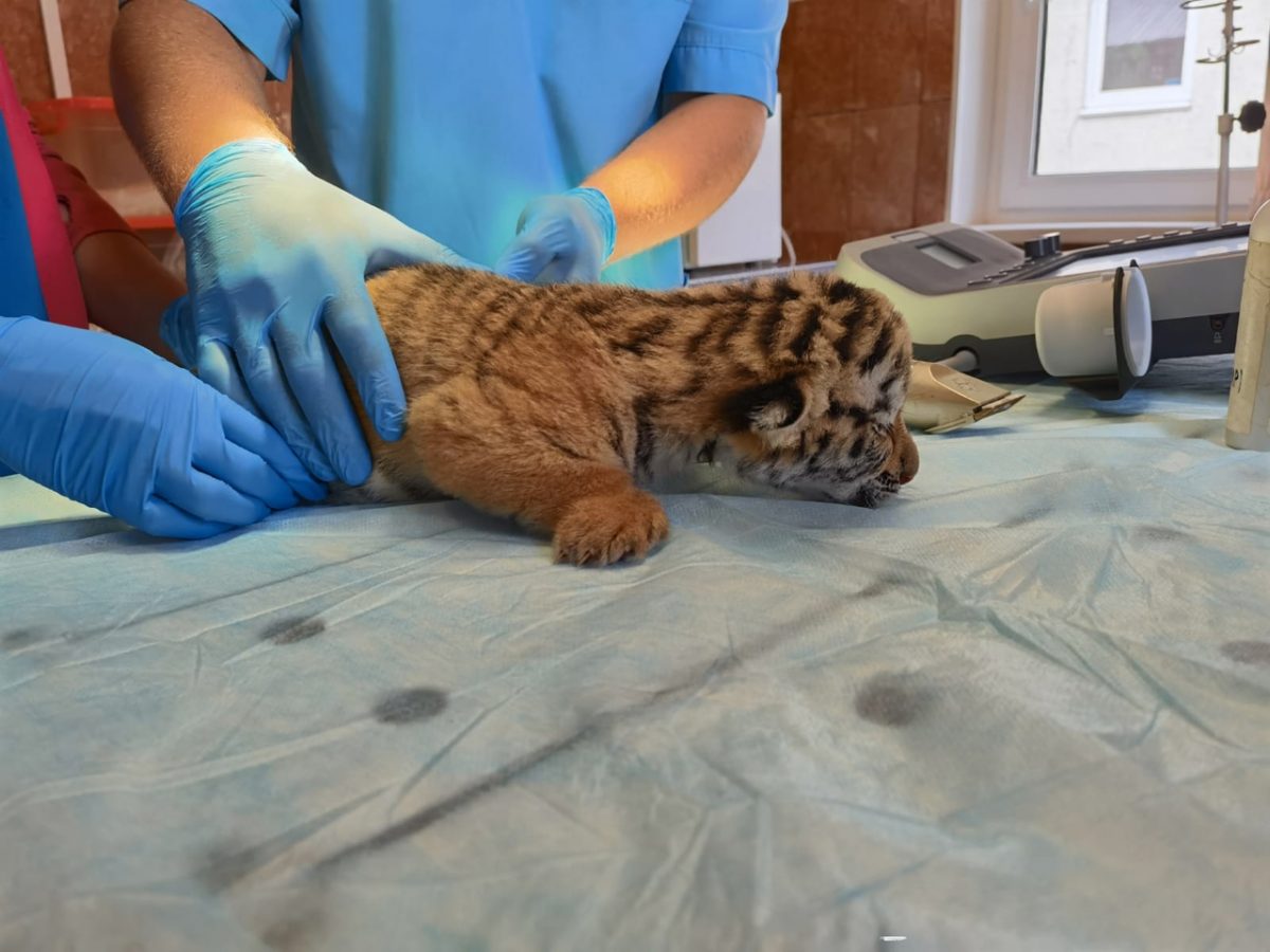 Три тигренка появились на свет в нижегородском зоопарке «Мадагаскар»