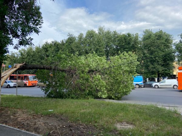 Дерево упало на провода на проспекте Гагарина