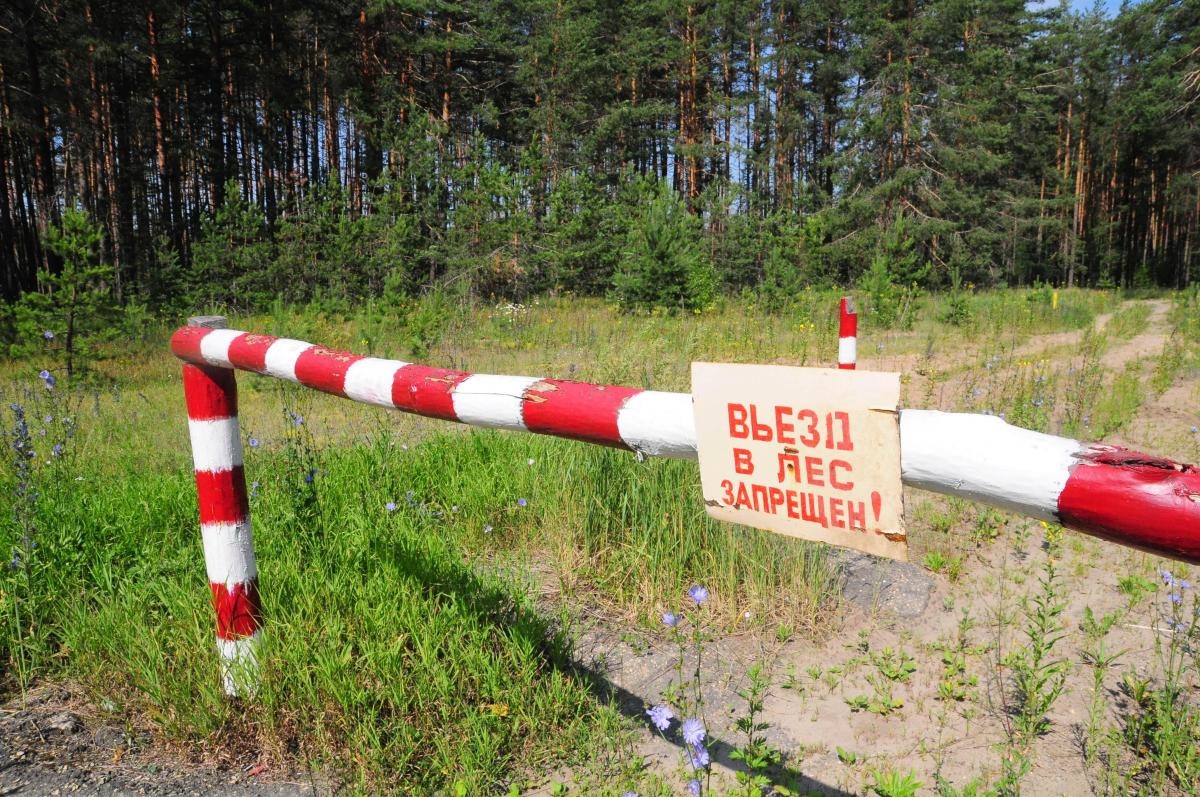 Полный запрет на посещение лесов начал действовать в Нижегородской области в период аномально жаркой погоды