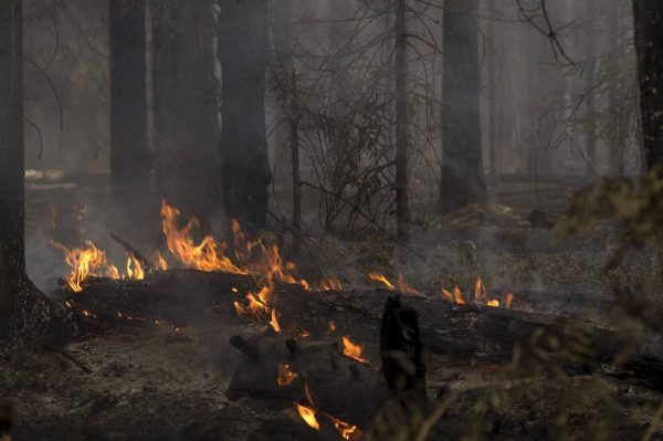 «Почти на всем пути тлели остатки деревьев»: нижегородский фотограф проехал по территории лесных пожаров
