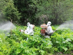 Врачи напомнили нижегородцам, почему нельзя прикасаться к борщевику