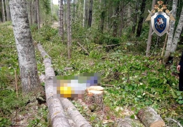 >Следователи заинтересовались гибелью работника при валке леса в Шахунском районе