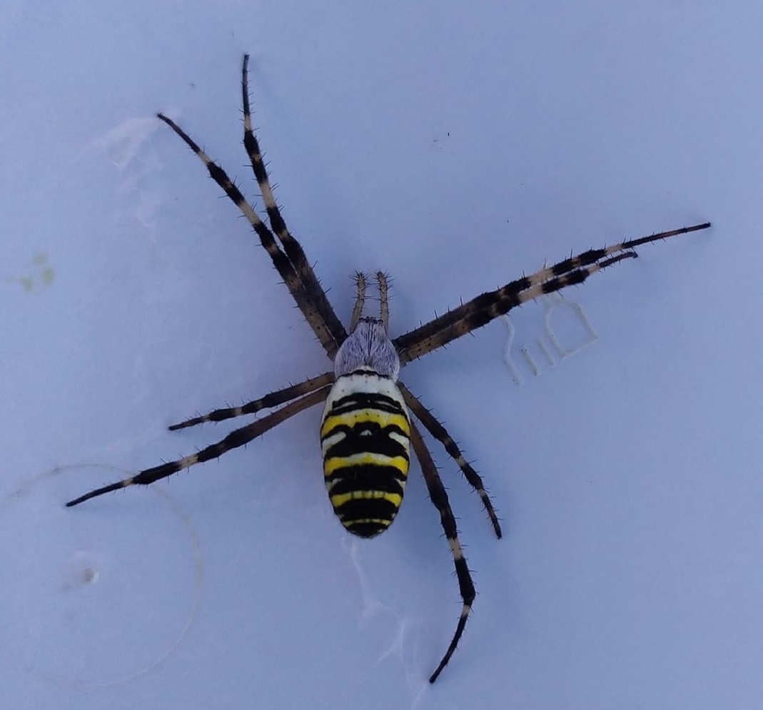 Необычного паука-осу обнаружили в Арзамасе