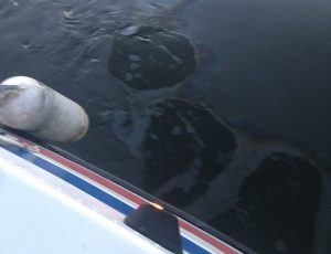 Росприроднадзор выясняет причины появления нефтяных пятен на реке&nbsp;Оке