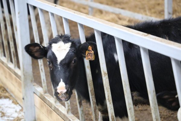 Три грантовых конкурса для фермеров объявлены в Нижегородской области