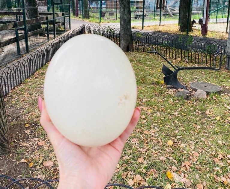 Страусиное яйцо продал зоопарк «Маленькая страна» в Балахне