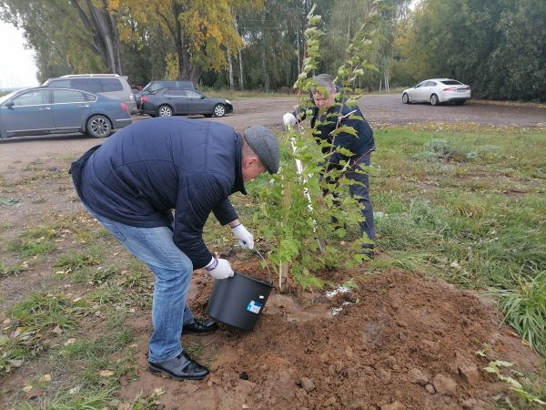 25 кленов высадили на набережной в Балахне в рамках акции «Аллея памяти»