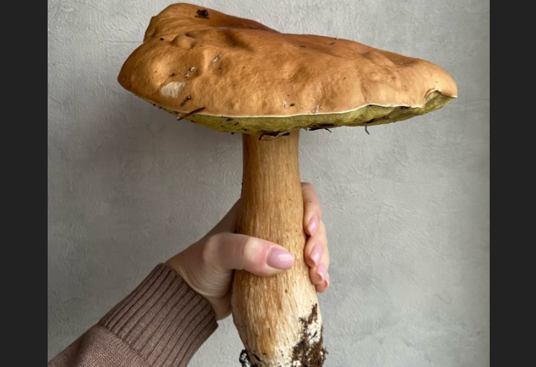 Некоторые грибы размером с ладонь и больше