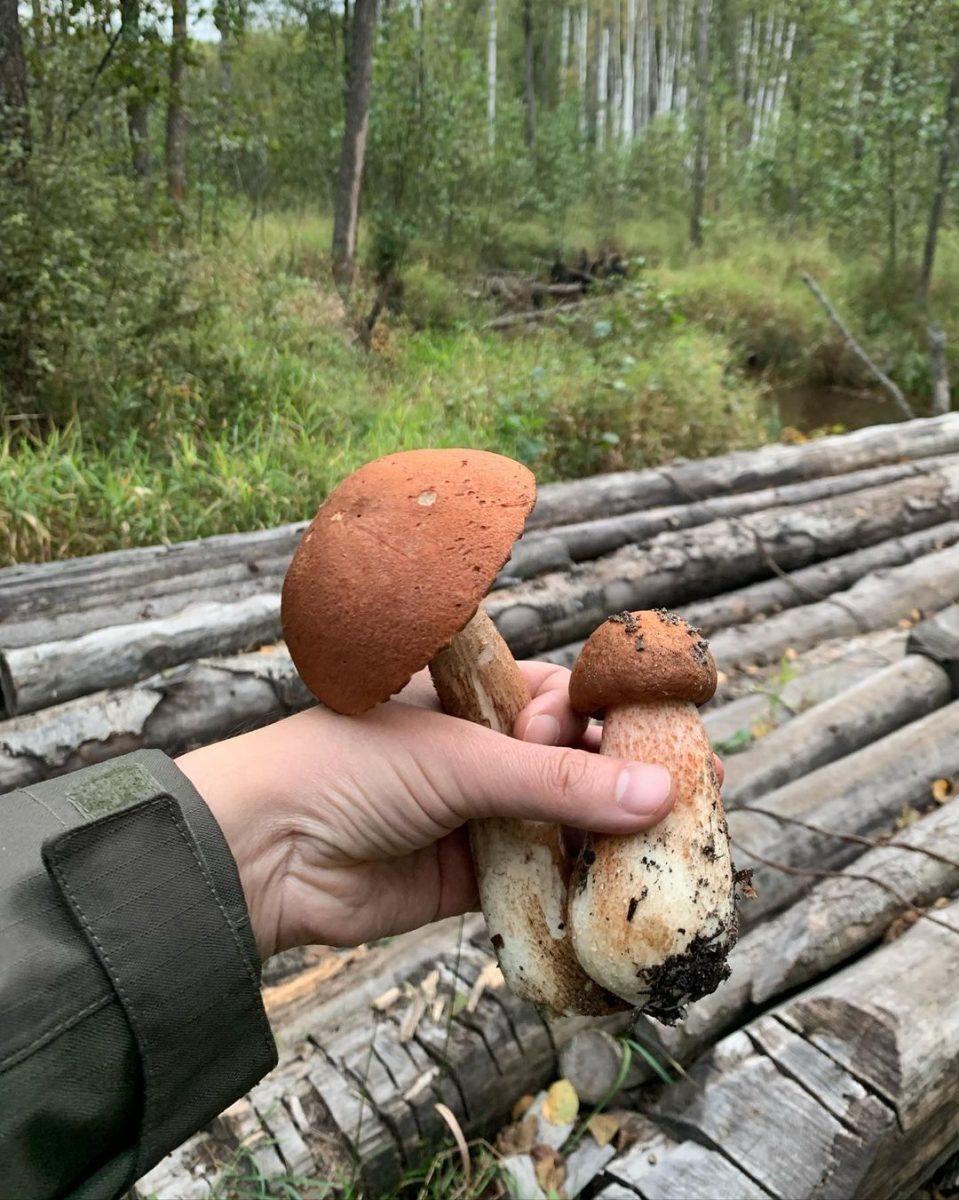 Давид Мелик-Гусейнов сходил за грибами в борский лес