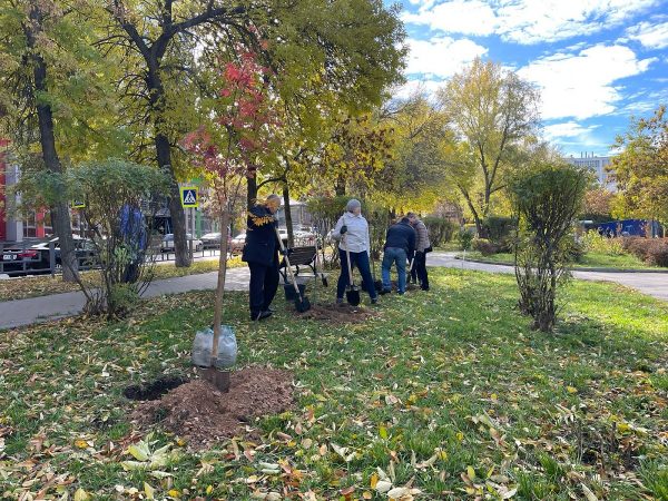 Почти десять тысяч деревьев и кустарников высадят в Нижегородском районе в 2021 году