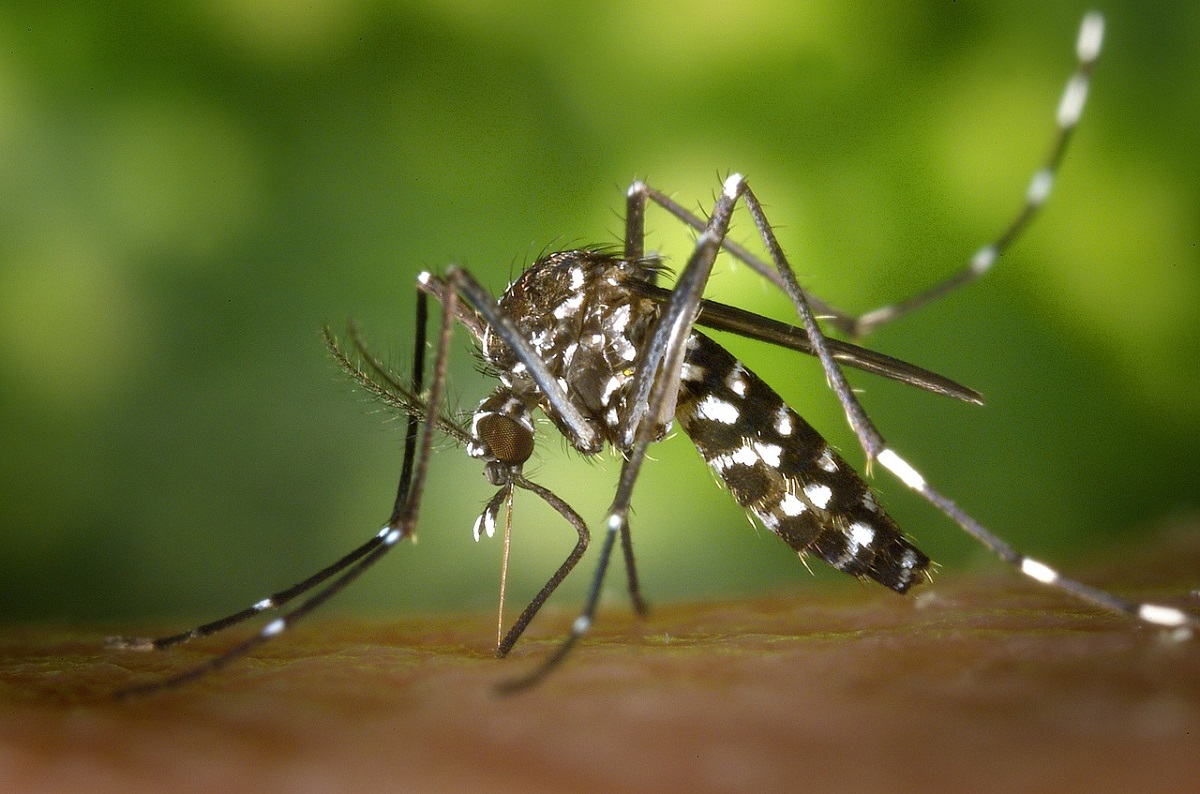 Правда или ложь: в Нижегородской области появились опасные комары?