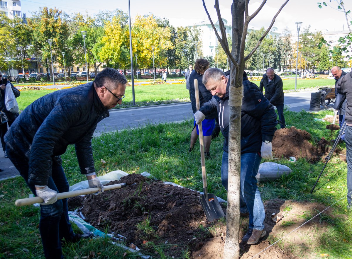В сквере на площади Горького высадили 30 новых деревьев