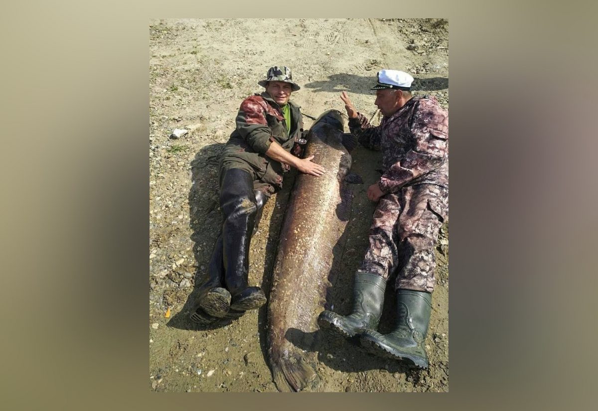 Фото дня: сом-гигант попался нижегородским рыбакам