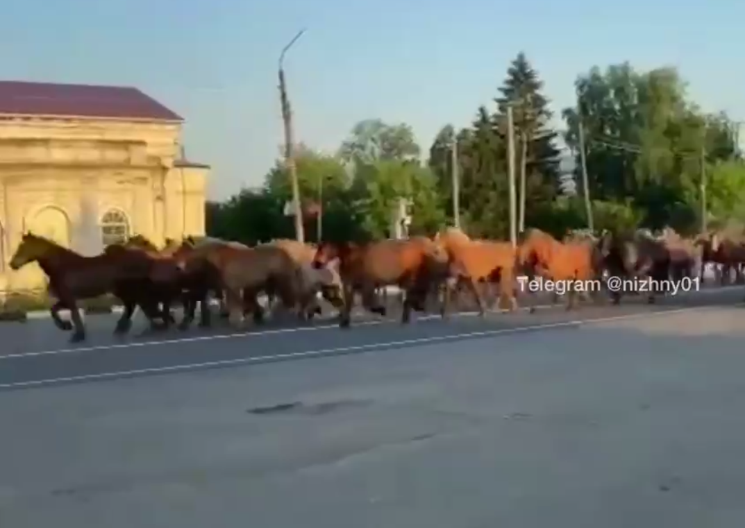 Табун лошадей пробежал по федеральной трассе в Починках