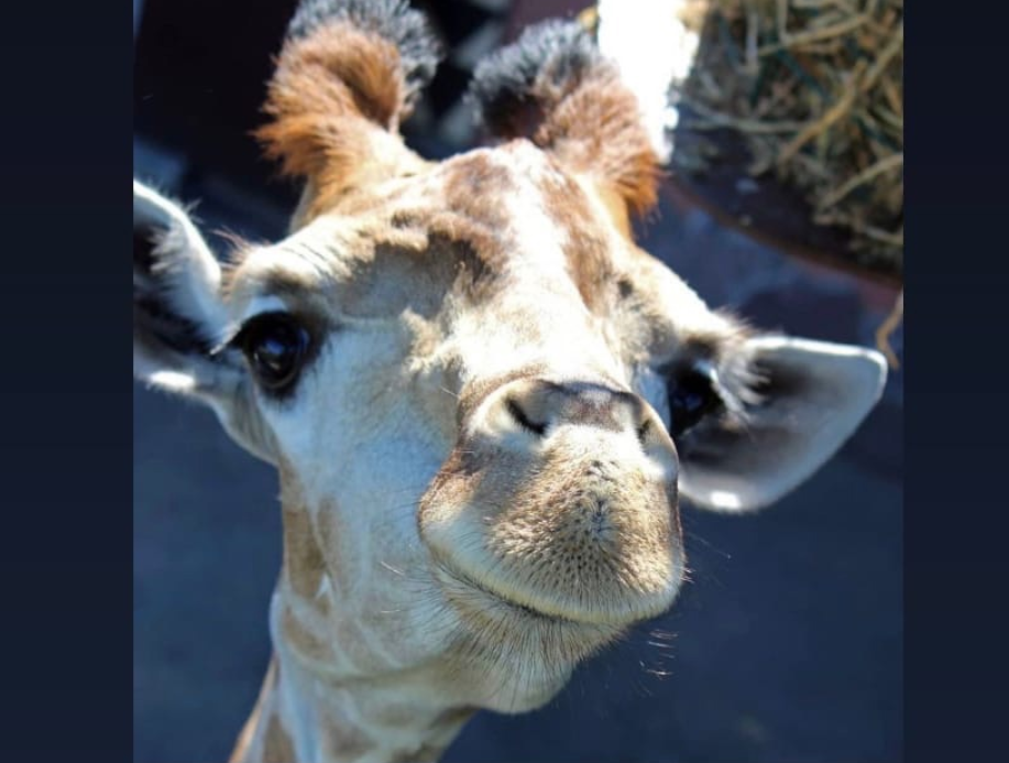 Жирафа Радуга из зоопарка «Лимпопо» отпраздновала свой День Рождения