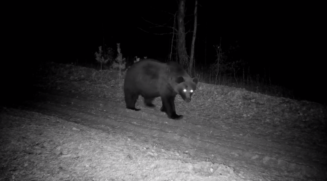 Фотоловушка засняла гуляющего бурого медведя в Керженском заповеднике
