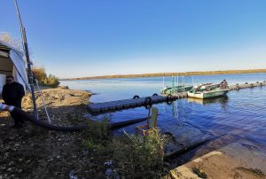 Свыше 70 тысяч мальков сазана выпустили в&nbsp;Волгу в&nbsp;Лысковском районе