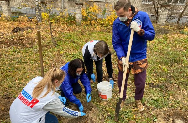 700 саженцев кедров высадили активисты на территориях нижегородских школ