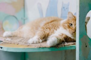 Проект «Доброрубль» и&nbsp;благотворительный фонд «Сострадание-НН» запустили совместную акцию