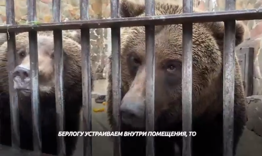 В нижегородском зоопарке «Мадагаскар» рассказали, как готовят медведей к зимней спячке