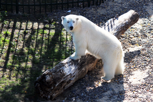 Белая медведица Аяна протестировала новый вольер в зоопарке «Лимпопо» к приезду своего друга