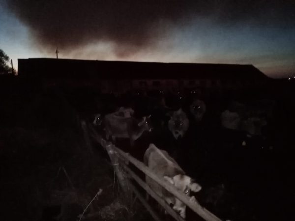 Скот чуть не сгорел из-за пожара в крестьянско-фермерском хозяйстве в Вадском районе