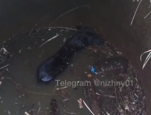 Нижегородцы спасли собаку, провалившуюся в канализационный колодец