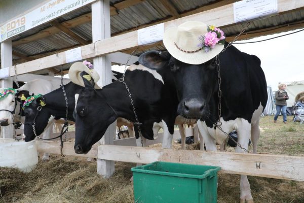 Нижегородская область примет участие в&nbsp;агропромышленной выставке «Золотая осень»