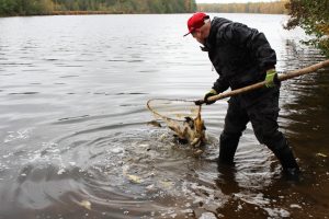 Тонна карпа выпущена в озеро Юхро в Нижегородской области