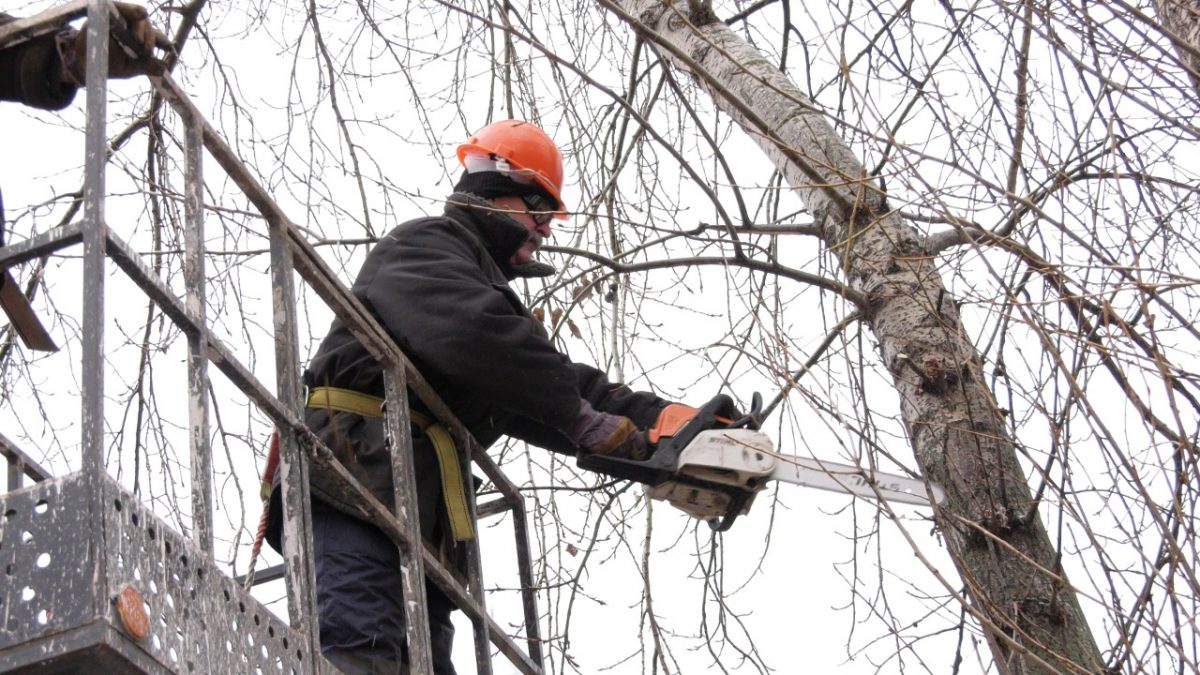 В Дзержинске началась масштабная работа по кронированию и вырубке сухих деревьев