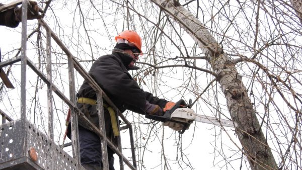 В Дзержинске началась масштабная работа по кронированию и вырубке сухих