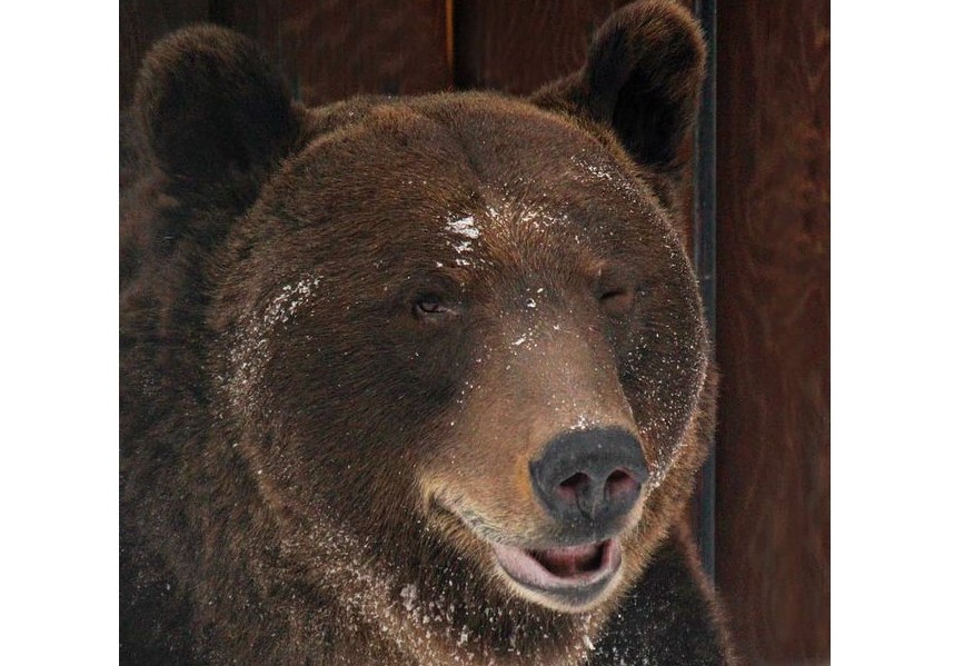 Бурый медведь Балу ушел в спячку в нижегородском зоопарке «Лимпопо»