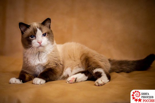 Российский кот побил рекорд долгожительства